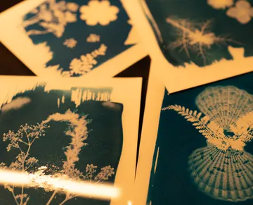 Botanical cyanotype prints on a table.