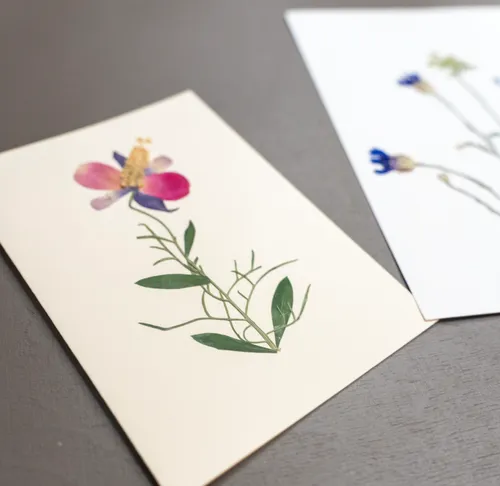 Gepresste Blumen auf Papieren, Tisch.
