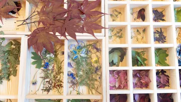 Getrocknete Blätter und Blumen in Kästen angeordnet.