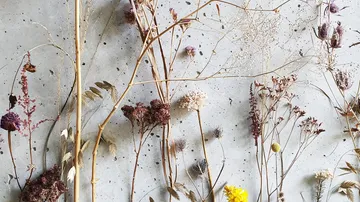 Getrocknete Blumen an Betonwand angeordnet.