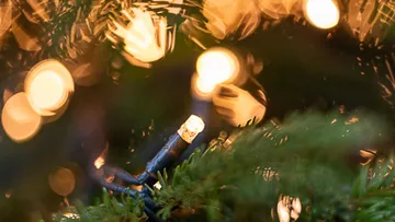 String lights glowing on a Christmas tree.