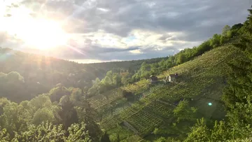 Sonnenuntergang über Weinberg, Hügel und Bäume.
