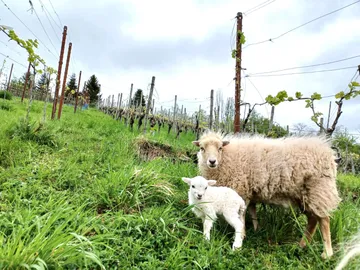 Sheep and lamb standing in vineyard field.