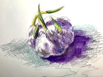 Purple garlic bulb lies on paper with green shoots.