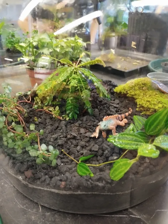 Terrarium with plants and toy dinosaur inside.