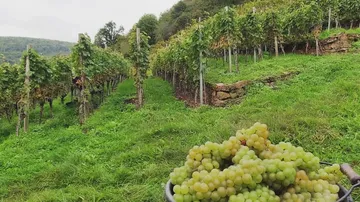 Trauben im Korb, Weinberg Hintergrund, draußen.