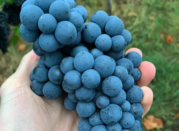 Hand hält blaue Trauben im Freien.