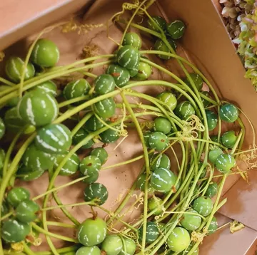 Grüne gestreifte Beeren auf wirren Ranken in einer Kiste.