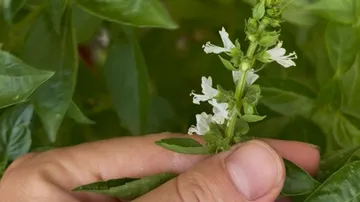 Hand holding flowering basil plant outdoors.