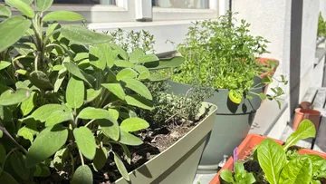 Herb plants growing on a sunny balcony.