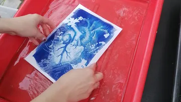 Hände entwickeln Cyanotypie in rotem Behälter.