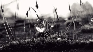 Dew-covered grass at sunrise in a field.