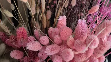 Rosa Trockenblumen in einem Strauß.