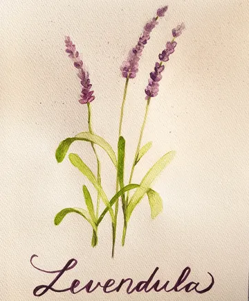 Lavender illustration with handwritten name "Levendula".