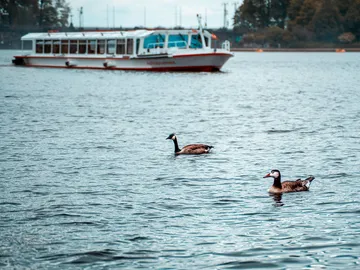 Two ducks swim in the water next to a boat.