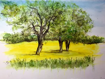 Three trees stand on a yellow field under a blue sky.
