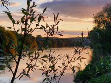 Äste überblicken ruhigen Fluss bei Sonnenuntergang, idyllische Landschaft.