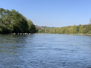 A river flows quietly between trees, with swans in it.