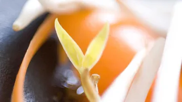 Sprouting seed in bright close-up setting.