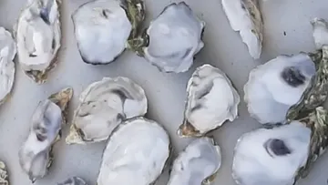 Austernschalen auf einer Fläche verstreut.