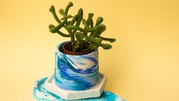Succulent in artistic pot on yellow background.