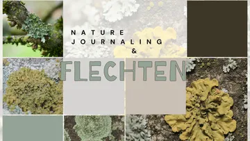 Lichens growing on tree bark, collage format.