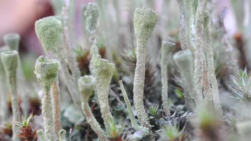 Green lichen growing on forest floor.