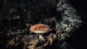 Mushroom growing on forest floor near tree.