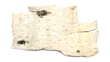 Birch bark laying on white background.