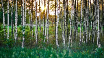 Birch trees standing in a sunset-lit forest.