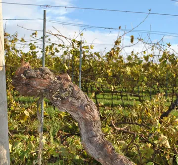 Vine trunk in a vineyard under blue sky.
