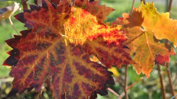 Colorful autumn leaves in sunlight.