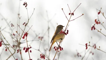 Bird perched on snow-dusted berry branch.