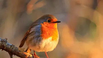 Rotkehlchen sitzt auf Ast, Sonnenuntergang Hintergrund.