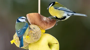 Zwei Vögel sitzen auf Futterstelle.