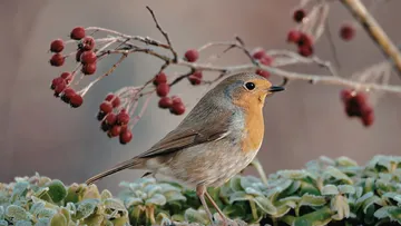 Rotkehlchen auf frostbedecktem Strauch, Beeren oben.
