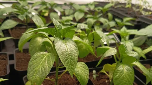 Green seedlings growing in small pots indoors.
