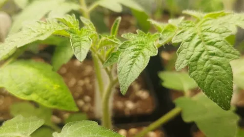 Tomato plant seedlings growing in soil.
