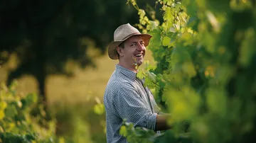 Mann lächelt, pflückt Trauben im Weinberg.