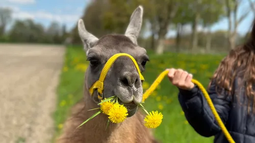 Geführte Feierabend-Lama-Fackel-Wanderung bei München