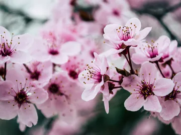 Rosa Blüten blühen, umgeben von unscharfem Hintergrund.
