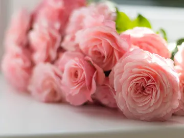 Roses lie on a surface in soft colors.