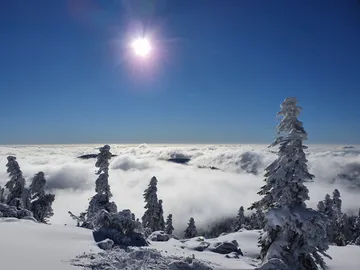 Schnee bedeckte Bäume leuchten unter der Sonne, umgeben von Wolken.