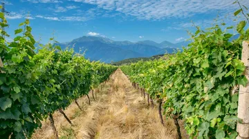 Vineyard with mountains under clear sky.