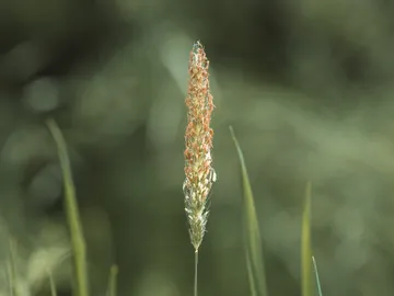 Grasähnliches Objekt steht aufrecht, umgeben von grünem Hintergrund.