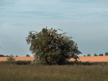 Ein Baum steht in einem offenen Feld unter blauem Himmel.