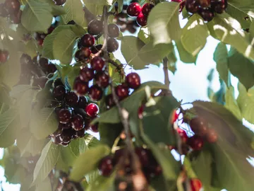 Dunkle Kirschen hängen an einem Baum voller Blätter.