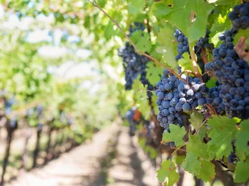 Dark grapes hang on vines in a sunny vineyard.