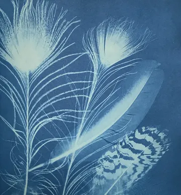 Federn liegen auf blauem Hintergrund, filigrane Naturdarstellung.