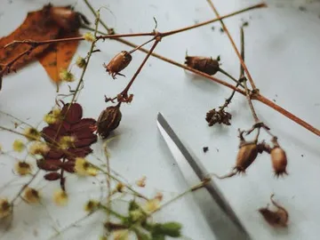 Dried plants and branches lie next to scissors.